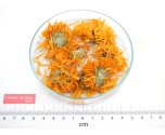 SOUCI - CALENDULA fleur entière*