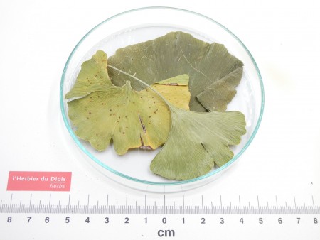 GINKGO feuille*