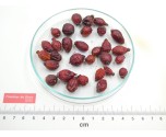 CYNORRHODON fruit entier*