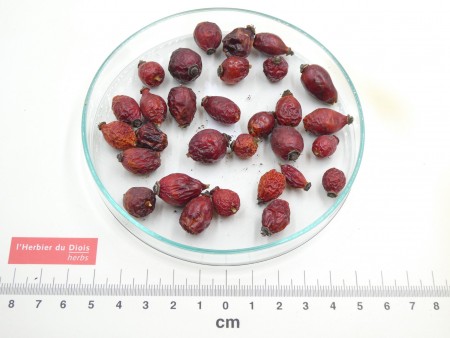 CYNORRHODON fruit entier*