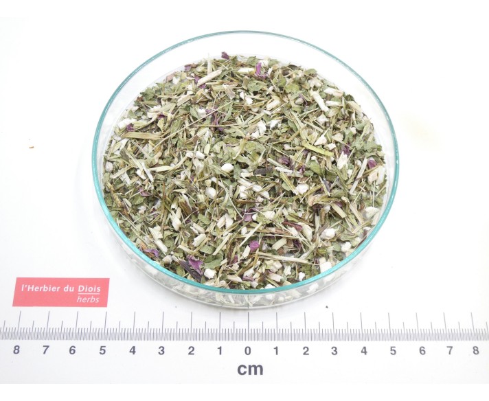 ÉCHINACÉE PURPUREA partie aérienne coupée*
