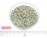 EUCALYPTUS feuille coupée*