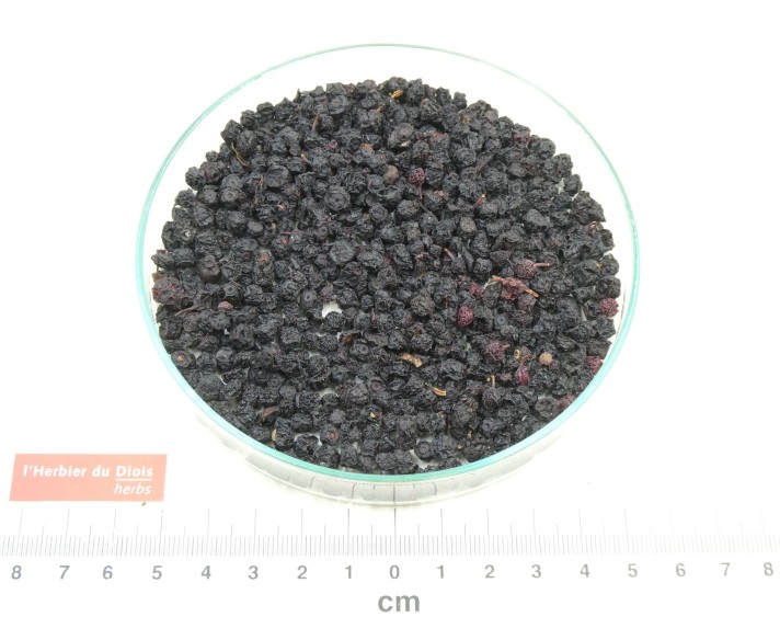 MYRTILLE fruit
