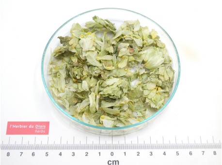 HOUBLON cône entier