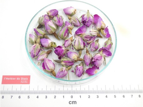 ROSE BOUTON (IRAN)*