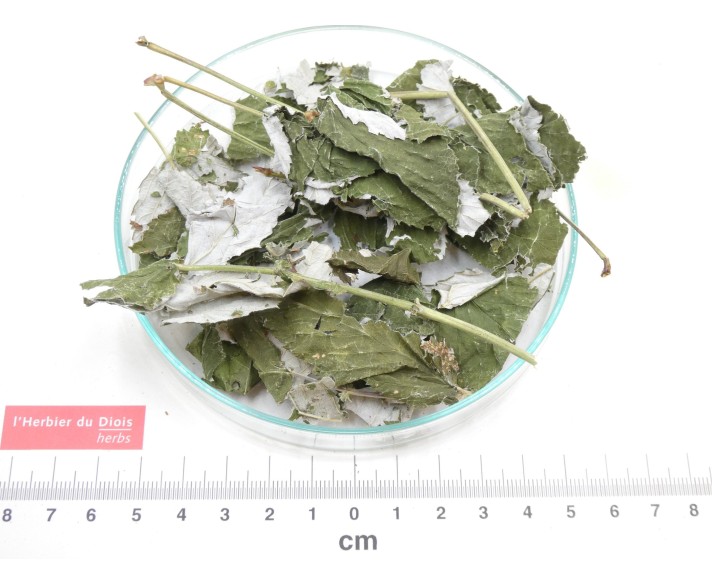 FRAMBOISIER feuille