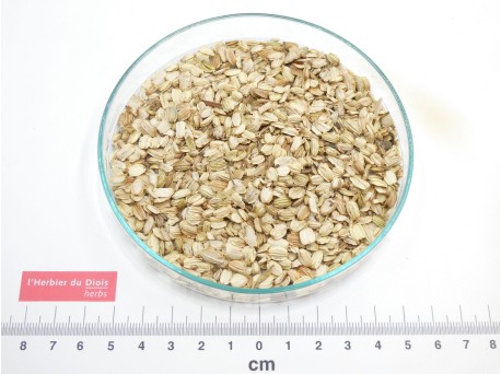 ANGÉLIQUE fruit bio - en vrac - réservé aux professionnels