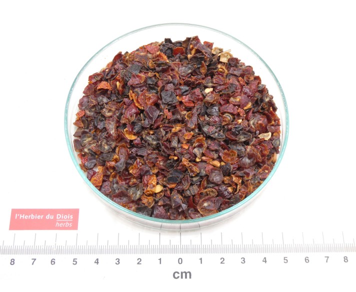 CYNORRHODON fruit coupé