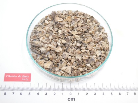 HARPAGOPHYTUM racine coupée