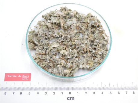 ARTICHAUT feuille coupée