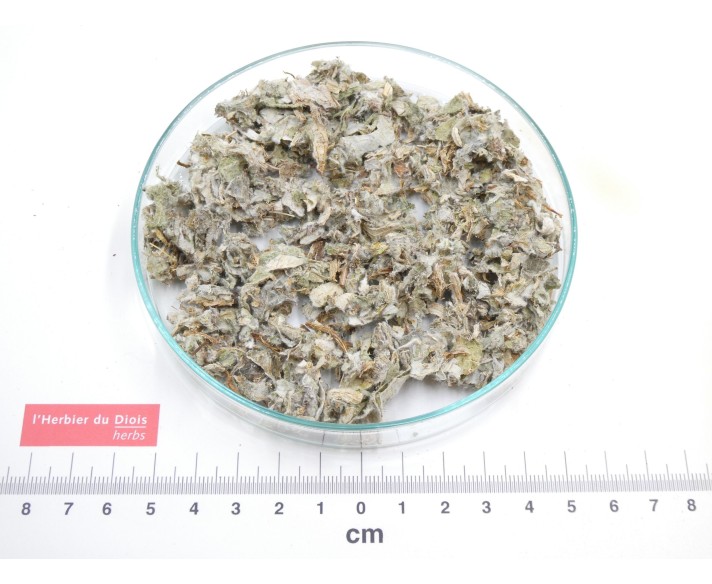 ARTICHAUT feuille coupée