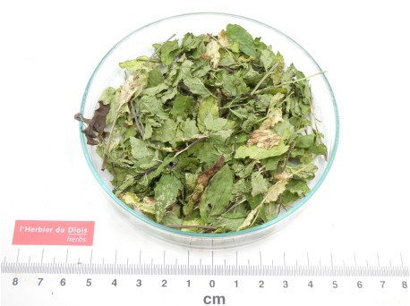 MENTHE DOUCE feuille