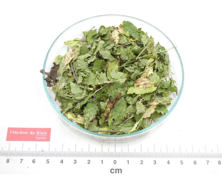 MENTHE DOUCE feuille