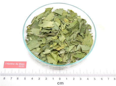 GINKGO feuille - Origine France