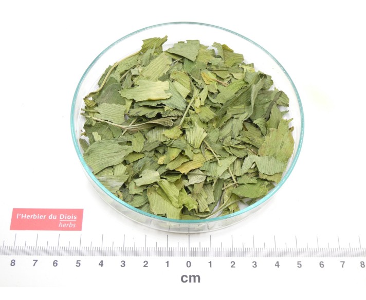 GINKGO feuille - Origine France