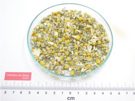 CAMOMILLE MATRICAIRE fleur entière