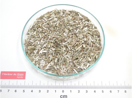 VERVEINE OFFICINALE partie aérienne coupée