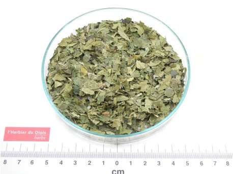 MÛRIER feuille coupée