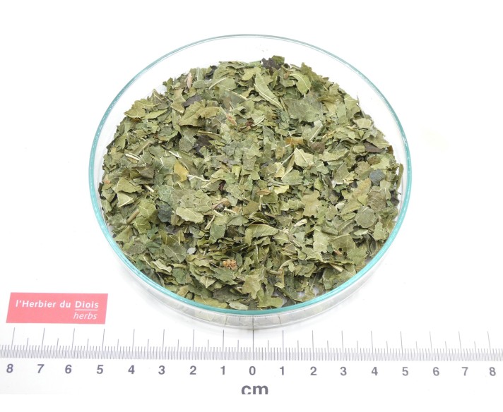 MÛRIER feuille coupée