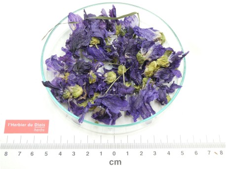 MAUVE fleur entière