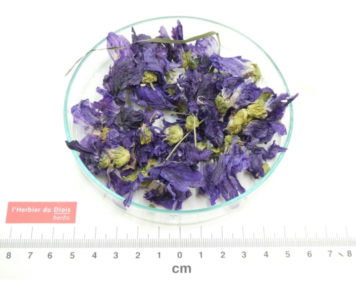 MAUVE fleur entière