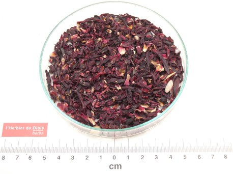HIBISCUS fleur coupée