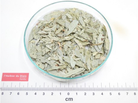 SÉNÉ feuille
