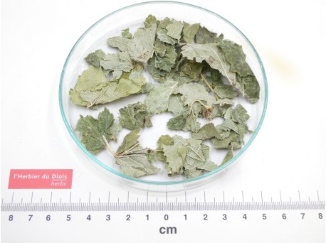 CASSIS feuille entière